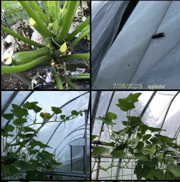 7/28 inside the Sunflower Hoophouse