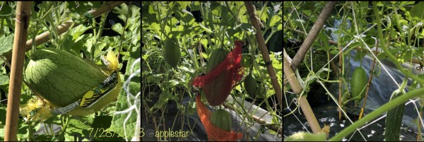 7/28 Kaho watermelons are starting to need hammocks