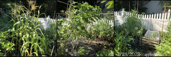 7/28 partial view of Vegetable Garden area