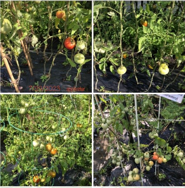 Haybale Row tomatoes + S7xA.F3