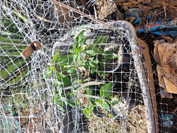 Thai hot peppers have some thrip damage.