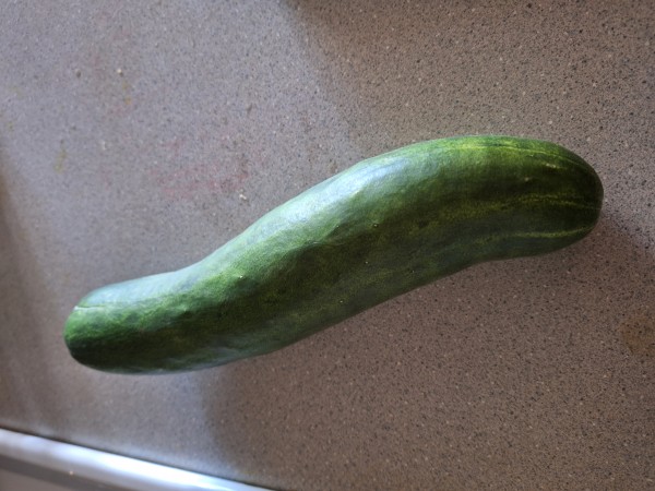 530 g  Sweet Slice cucumber picked today. One of the straight ones.
