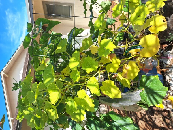 Pulled Kabocha, competing with cucumber for space and attracting fruit flies.