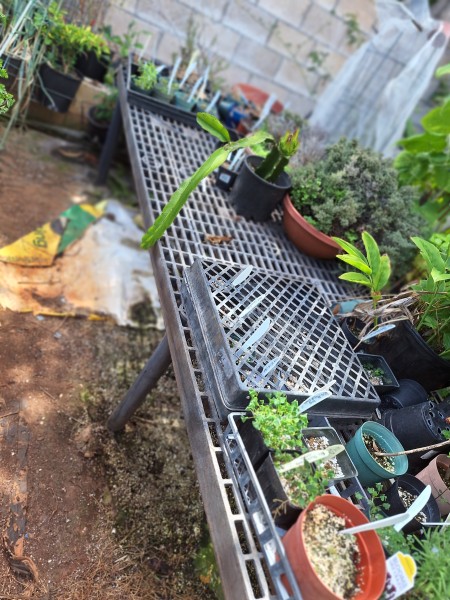 cleaned up part of the nursery bench.  Have planted peppers, valentine and New Big dwarf tomato seeds.