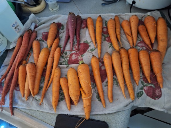 carrots from the field day.