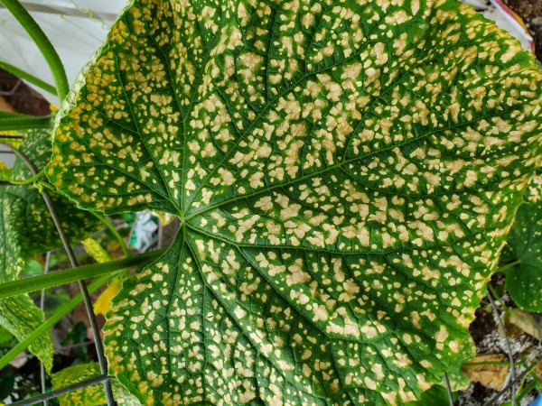 severe calcium defiency causes necrotic brown spots starts with older leaves and works its way up, eventually leaves get very crispy