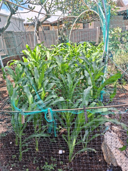 UH #9 Silver.  31 days old.  It has gotten one sulfate of ammonia side dressing and watered twice a day.  It will get the second nitrogen side dressing  when I start to see the tassels emerge.  I wish I had laid down newpaper mulch. There's a lot of spurge and some bindweed in here.