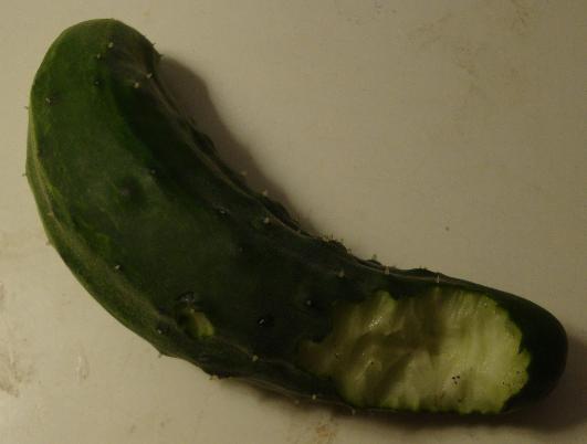 cuke_eaten_1.jpg