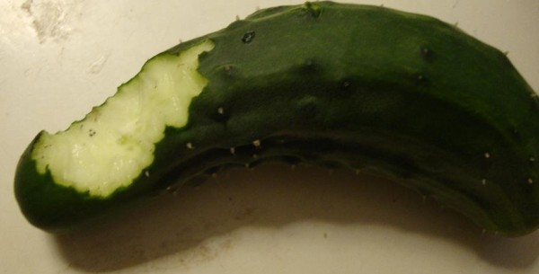 cuke_eaten_2.jpg