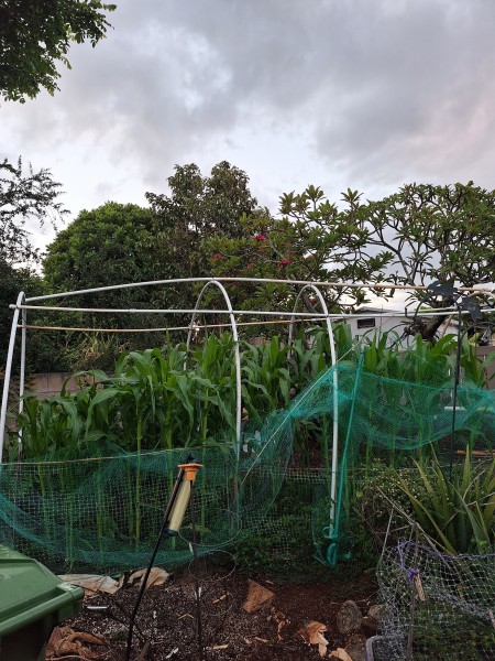 I took the bird netting off the frame so the corn would have room to grow.