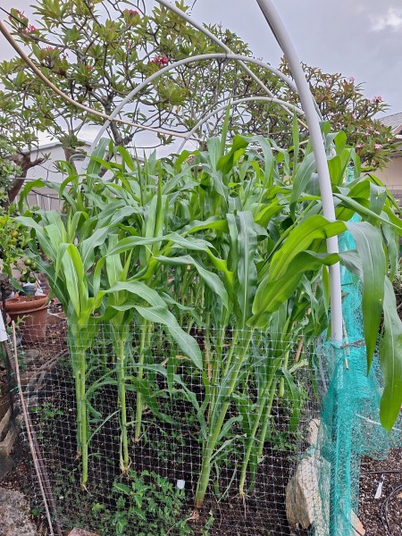 42 days after planting UH #9 Silver corn. There is still over a month to go.  Some of the taller corn stalks are almost 7 ft tall.  Already over 2 ft taller than a couple of weeks ago,  It will probably top out at 9-10 ft.  I may not give it the second side dressing of nitrogen.