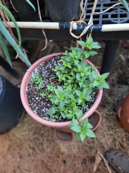 peppermint repotted