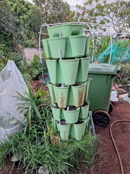 7 tier tower replanted with  bush beans, Tokyo Bekana, green onions were already on one tier, red lettuce, pak choi, and Swisss Chard on 8/28.