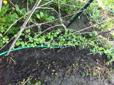 Green Beauty snowpeas