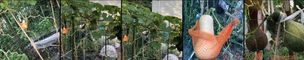 All of the Nutterbutter (3)and Greek Sweet Red (5) squashes before harvesting the first butternut. There is one fruit per vine.