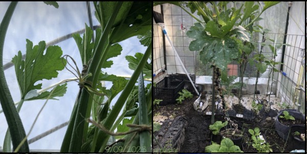 Cashflow zucchini “tree” has been secured to the overhead beam string.