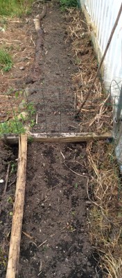 Sunflowers are starting to sprout along the fence