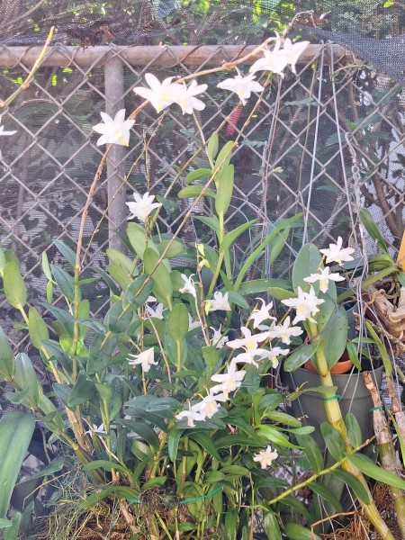 Den. crumenatum.  The one day wonder orchid. This is the 5th time it has bloomed this year.  The flowers bloom for one day. It will close at sunset.  It is easy to miss the bloom.  I have about 5 of these orchids and they all bloom on the same day.