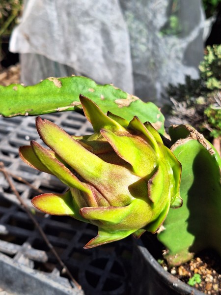 My new dragon fruit.  It put out one flower and got pollinated. I am waiting for the fruit to ripen.