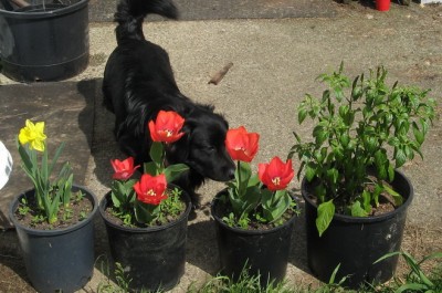 Darwin_Tulips_Small.jpg