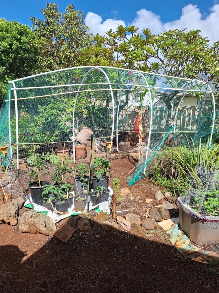 The main garden is weeded and cleaned.  I have left one cornstalk to save seeds.  I don't know how long I should wait before harvesting the seeds.  Some of the peppers in the foreground were potted up.  I have been feeding them with sulfate of ammonia and sul po mag to get them to size up before they start to set fruit.  I replanted the ajaka basil. I still have 3 back up ajaka, but it looks like this one will make it.