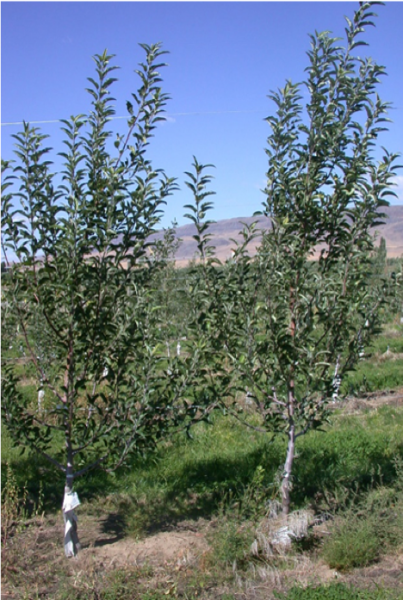 Treated apple trees
