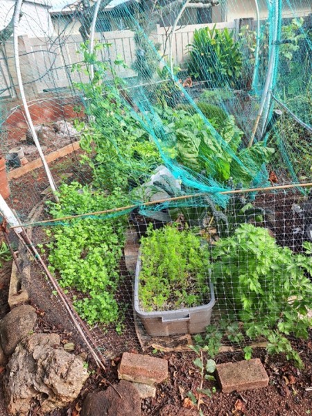 The main garden  Amarillo Carrots in the tub, cilantro, cutting celery, lacinato kale, Swiss Chard, in pots 2 Hawaiian chili, 1 Habanero Red, and the Italian parsley ( can't see from this angle)  Oregon mammoth sugar pod peas, Contender bush beans (some pods are ready to pick), Tokyo Bekana, Komatsuna, perpetual spinach, bok choy and some  Jericho Romaine still very tiny.