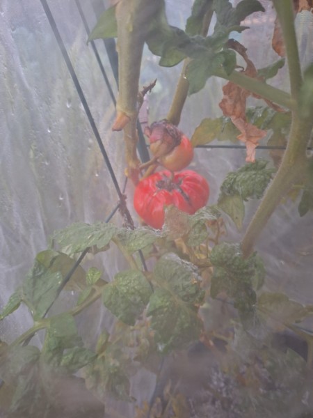 New Big Dwarf tomato. It looks hazy because I took the picture through the insect netting.