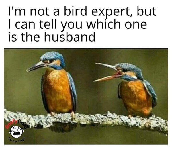 Birds.jpg