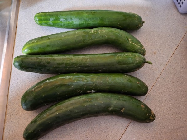 5 Soarer cucumbers picked today