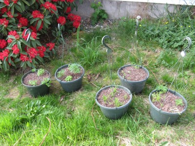 Here is a photo of our Rhodo and the hanging baskets I did yesterday..They are Chamomile, Marigolds, Viola and Lemon Balm