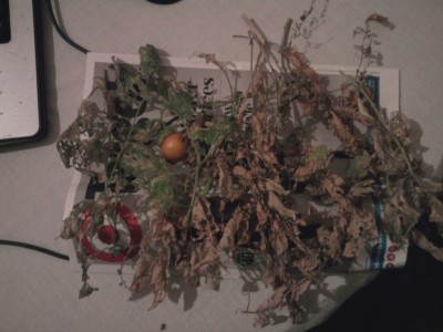 This is all the stuff I cut off the plant