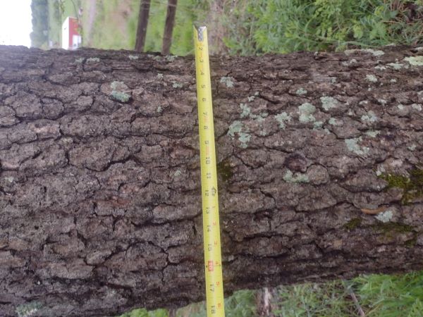 Bark of left or eastern tree
