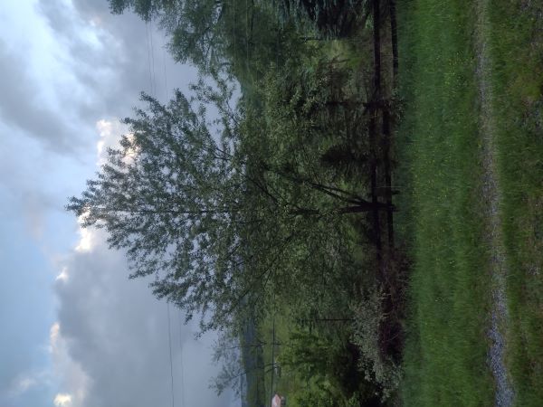 Side view of tree in bloom