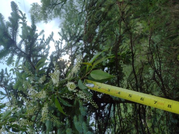 White flower clusters of tree in bloom