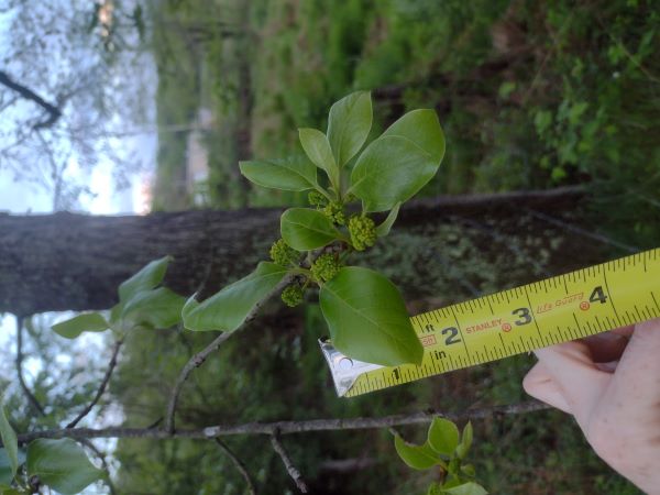 Leaves and flower cluster of right or west tree