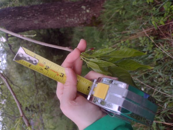 Leaves and brown bud on branch of left or east tree