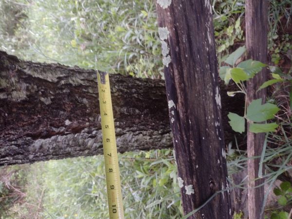 Trunk of flowering tree