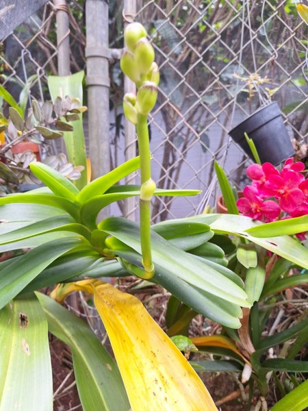 A vanda in bud.