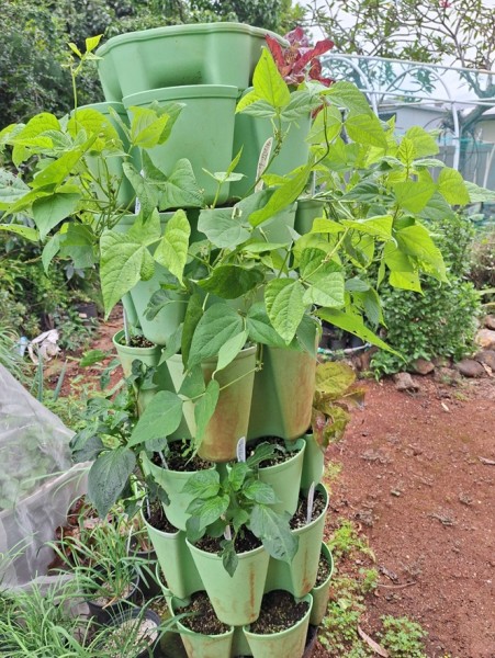 Tendergreen and Maxibel beans are starting to flower.