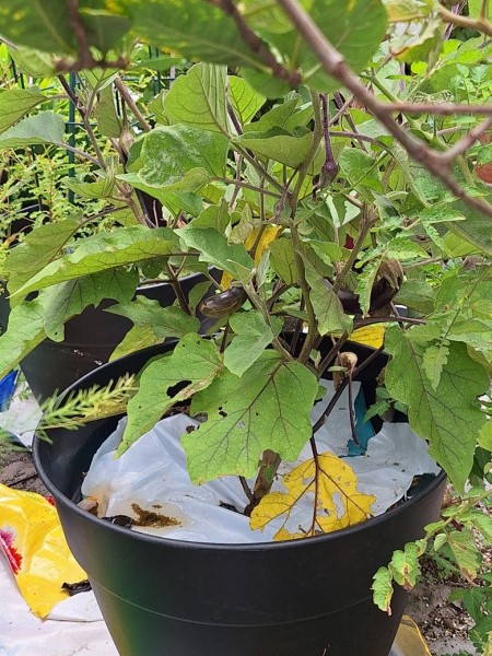 long eggplant will be ready soon.