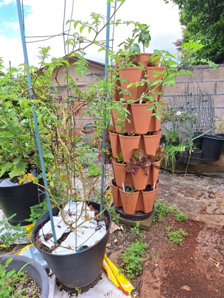 Five tier tower has some lettuce and beans were planted 3 weeks after the ones in the 7 tier tower.  Peppers are growing. But most of the plants on the lowest tier of both planters are empty. (Green onions died) The weeds are getting very tall.