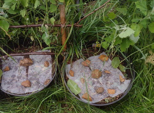 Container Garden