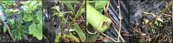 Stalk borer damage/found in Cardinal Flower