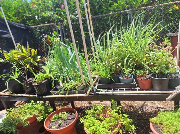 This is the bench I just finished cleaning and repotting. The lemon grass needs to be repotted again. It took me three sessions to complete this.