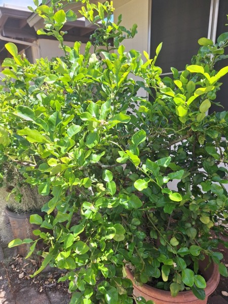 Kaffir lime, is blooming and has started to form fruit.  I gave it nitrogen to make it start to leaf out again. The fruit is not for eating.