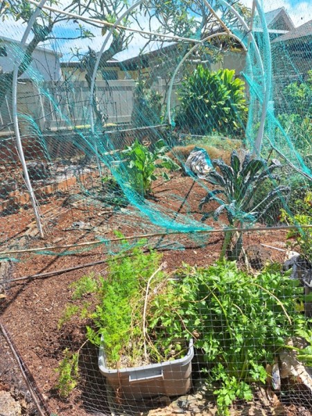 The main garden after weeding