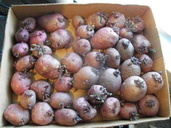 PotatoSprouts.JPG