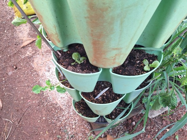 lettuce volunteers in the 7 tier tower.