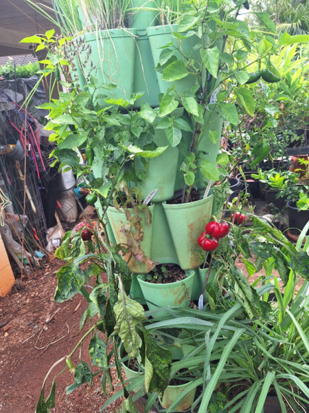 7 tier tower.  Peppers are going to be saved for seed. The older ones need to come out. The jalapeno can be picked.  I know someone who likes milder peppers.